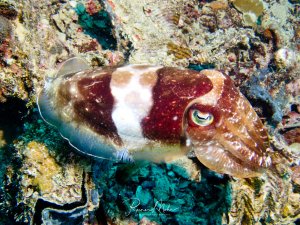 Ein Gewöhnlicher Tintenfisch ruht auf einem bunten Korallenriff und zeigt seine charakteristische braun-weiße Färbung mit den markanten großen Augen. Das Tier ist perfekt zwischen den Korallen und dem bewachsenen Substrat getarnt.