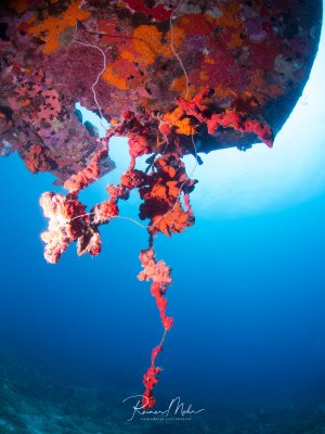 Eine spektakuläre Unterwasserszene zeigt die Spitze der Tragfläche eines Flugzeugwracks mit leuchtend roten und orangefarbenen Weichkorallen, die wie ein natürlicher Vorhang ins tiefblaue Wasser hängen. Die intensive Farbenpracht der Korallen bildet einen dramatischen Kontrast zum klaren blauen Hintergrund des offenen Wassers.