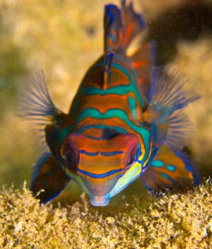 Ein farbenprächtiger Mandarinfisch zeigt seine charakteristische psychedelische Musterung aus türkisen, orangen und blauen Wellenlinien. Der kleine Riffbewohner präsentiert seine weit gespreizten Brustflossen in einer typischen Lauerhaltung auf dem sandigen Meeresgrund.