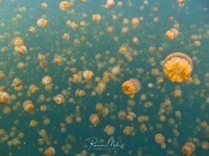 Hunderte von Goldenen Quallen schweben majestätisch durch das türkisfarbene Wasser eines Quallensees. Die harmlosen, stachellosen Quallen haben durch ihre Symbiose mit Algen ihre charakteristische goldgelbe Färbung entwickelt und bilden eine faszinierende Unterwasserlandschaft.