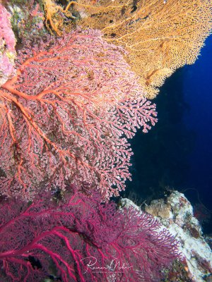 Eine farbenprächtige Riffwand mit verschiedenen Grogonien in Rosa- und Orangetönen, die sich elegant ins tiefblaue Wasser erstrecken. Die fächerartigen Gorgonien und verzweigten Weichkorallen bilden ein lebendiges Korallenriff-Biotop.