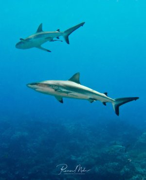 Zwei Graue Riffhaie schwimmen elegant durch das blaue Wasser über einem Korallenriff. Die schlanken Raubfische zeigen ihre typische stromlinienförmige Körperform und bewegen sich ruhig durch ihren natürlichen Lebensraum.