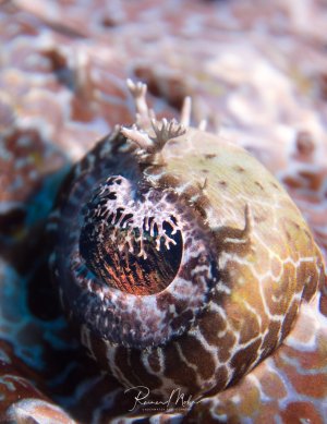 Das Bild zeigt das Auge eines Krokodilsfisches (Cymbacephalus beauforti).