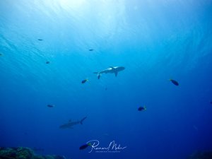 Eine Blauwasserszene zeigt einen großen Hai, der elegant durch das tiefblaue Wasser gleitet, begleitet von verschiedenen Rifffischen. Die Lichtstrahlen der Sonne durchdringen das klare Wasser und schaffen eine friedliche Unterwasseratmosphäre mit einzelnen Korallenstöcken am Bildrand.