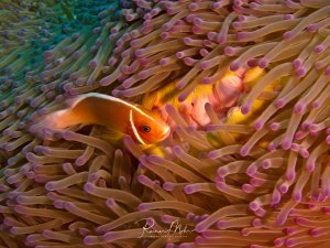 Ein orange-roter Anemonenfisch versteckt sich schützend zwischen den Tentakeln seiner Wirtsanemone. Die Symbiose zwischen Fisch und Anemone ist deutlich sichtbar, wobei die leuchtend orangefarbenen Töne des Fisches einen schönen Kontrast zu den rosa-violetten Anemonententakeln bilden.
