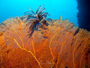 Ein Haarstern sitzt auf einer großen orangefarbenen Gorgonie in einem tropischen Korallenriff. Die Weichkoralle zeigt ihre typische fächerartige Struktur, während der Haarstern seine gefiederten Arme zur Nahrungsaufnahme ausgestreckt hat.