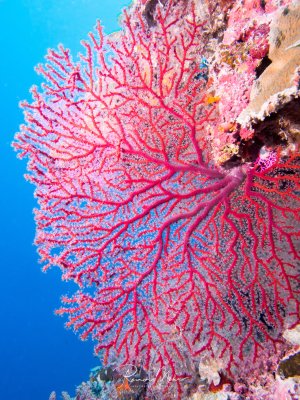 Eine prächtige rote Gorgonie entfaltet ihre fächerförmigen Äste vor tiefblauem Wasser. Die Weichkoralle zeigt ihre charakteristische netzartige Struktur mit fein verästelten Polypen, umgeben von bunten Korallenbewuchs am Riff.