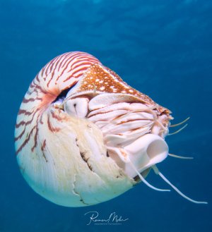 Ein prächtiger Perlboot schwebt frei im blauen Wasser und zeigt seine charakteristische gestreifte Schale sowie die zahlreichen weißen Tentakel. Das urzeitliche Kopffüßer-Fossil zeigt seine typische Kammerschale mit rot-weißen Streifen und die fleischigen Fangarme.