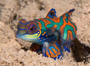 Ein prächtig gefärbter Mandarin-Leierfisch sitzt auf sandigem Grund. Die leuchtenden Farben in Blau, Orange, Grün und Gelb mit den charakteristischen wellenförmigen Mustern sind deutlich zu erkennen, ebenso wie die großen Brustflossen und die markanten Augen.