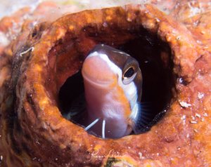 Ein Schleimfisch versteckt sich in einer röhrenförmigen Struktur einer Korallenhöhle. Der kleine Fisch zeigt die typischen orange-weißen Farben und nutzt den natürlichen Unterschlupf als Schutz.