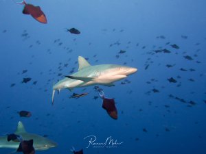 Ein Grauer Riffhai schwimmt elegant durch das blaue Wasser, umgeben von einem Schwarm kleinerer Rifffische. Die Szene zeigt die typische Atmosphäre des offenen Wassers mit mehreren Haien und Fischen in verschiedenen Tiefen.
