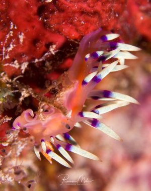 Eine farbenprächtige Fadenschnecke (Flabellina) mit transparenten, violett gerandeten Cerata (Rückenfortsätzen) kriecht über rote Weichkorallen. Die Nudibranchia zeigt eine wunderschöne Farbkombination aus Rosa, Orange und Violett und ist ein typisches Beispiel für die Artenvielfalt kleiner Riffbewohner.