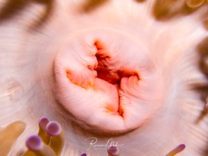 Eine Makroaufnahme zeigt eine Seeanemone mit ihrer charakteristischen Mundöffnung in der Mitte, umgeben von feinen Tentakeln in rosa-weißlichen Farbtönen. Die rot-orange gefärbte Mundscheibe ist deutlich sichtbar, während im Vordergrund violette Tentakeln sichtbar sind.