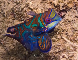 Ein prächtiger Mandarinfisch zeigt seine charakteristische bunte Färbung mit wellenförmigen Linien in Blau, Grün, Orange und Gelb. Der kleine, farbenfrohe Fisch ruht auf dem sandigen Meeresboden und präsentiert sein spektakuläres Farbmuster.