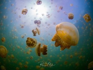 Eine beeindruckende Ansammlung von Goldenen Quallen schwimmt in den warmen, sonnendurchfluteten Gewässern eines Quallensees. Die durchscheinenden, gelblich-goldenen Quallen treiben in verschiedenen Größen durch das türkisblaue Wasser, während Sonnenstrahlen von oben durch die Wasseroberfläche dringen.