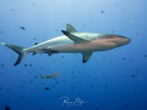 Ein Grauer Riffhai gleitet elegant durch das tiefblaue Wasser, umgeben von kleineren Rifffischen. Der Hai zeigt seine charakteristische schlanke Form mit deutlich sichtbaren Kiemenspalten, während im Hintergrund weitere Fische im Blauwasser schwimmen.