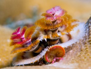 Ein farbenprächtiger Weihnachtsbaumwurm mit seinen charakteristischen gefiederten Kiemenkronen in leuchtenden Pink- und Orangetönen ragt aus seiner Kalkröhre hervor. Die feinen, federartigen Strukturen der Kiemen sind deutlich sichtbar und zeigen die typische spiralförmige Anordnung dieser filterfressenden Röhrenwürmer.