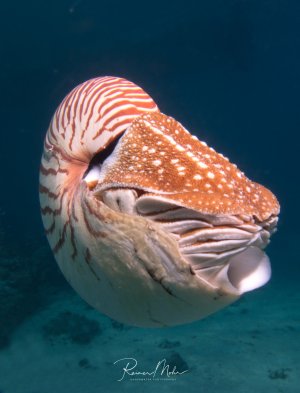 Ein Perlboot schwimmt elegant durch das blaue Wasser und zeigt dabei seine charakteristische gestreifte Schale und die zahlreichen Tentakel, die aus der Schalenöffnung hervorragen. Die orange-weiß gestreifte Schale kontrastiert wunderschön mit dem tiefen Blau des umgebenden Wassers.