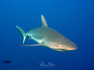 Ein Grauer Riffhai schwimmt elegant durch das tiefblaue Freiwasser. Der schlanke Hai zeigt seine charakteristische bläulich-graue Färbung und die typisch langen Brustflossen, während er majestätisch durch das Blauwasser gleitet.