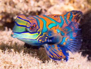Ein prächtiger Mandarin-Leierfisch zeigt seine charakteristische bunte Färbung mit leuchtend blauen, orangenen und grünen Streifen und Mustern. Der kleine Fisch ruht auf dem sandigen Meeresboden zwischen Korallenfragmenten und präsentiert seine typische gedrungene Körperform und die auffälligen Brustflossen.