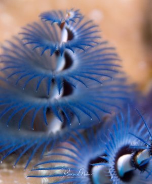 Eine Kolonie von Weihnachtsbaumwürmern zeigt ihre charakteristischen spiralförmigen Filterkronen in leuchtend blauen Farbtönen. Die feinen, gefiederten Tentakel sind fächerartig ausgebreitet und dienen der Nahrungsaufnahme durch Filtration von Plankton aus dem Wasser.
