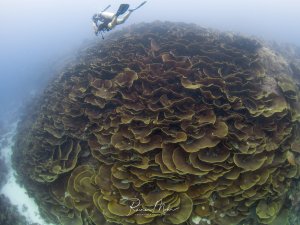 Ein Taucher schwimmt über eine riesige Korallenformation aus Blattkorallen, deren wellenförmige, übereinander geschichtete Strukturen eine beeindruckende Unterwasserlandschaft bilden. Die bräunlich-gelben Korallenteller erstrecken sich wie eine natürliche Treppe über den gesamten Meeresboden.