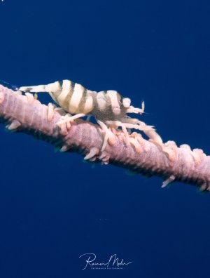 Auf dem Bild ist eine Peitschenkorallen-Garnele (Pontonides ankeri) zu sehen, die auf ihrer Wirtskoralle ruht. Diese kleinen Garnelen leben in einer symbiotischen Beziehung mit Peitschenkorallen. Sie sind perfekt an die Farbe und Struktur ihrer Wirtskoralle angepasst, was sie extrem gut tarnt.