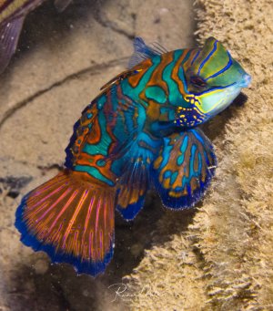 Ein prächtiger Mandarin-Leierfisch zeigt seine spektakuläre Farbenpracht mit leuchtend blauen, grünen, orangenen und roten Mustern. Der Fisch ruht auf dem sandigen Meeresgrund und präsentiert seine charakteristischen wellenförmigen Flossen in voller Schönheit.