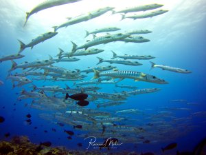 Großer Schwarm Barrakudas im Blauwasser, von unten fotografiert. Einzelne dunkle Doktorfische schwimmen dazwischen.