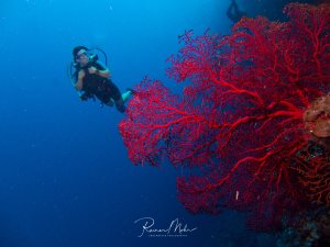Eine Taucherin schwimmt über eine spektakuläre rote Gorgonie, die ihre fächerförmigen Äste in die Strömung hält. Die leuchtend roten Weichkorallen bilden einen dramatischen Kontrast zum tiefblauen Wasser und zeigen die typische Wuchsform von Fächerkorallen an einer Riffwand.