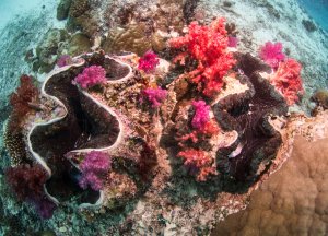 Zwei prächtige Riesenmuscheln liegt eingebettet in einem bunten Korallenriff, umgeben von leuchtend roten und violetten Weichkorallen. Die charakteristischen gewellten Schalenränder der Tridacna sind deutlich erkennbar, während das Riff eine beeindruckende Vielfalt an Hart- und Weichkorallen zeigt.
