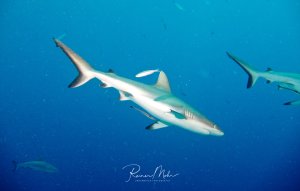 Mehrere Graue Riffhaie schwimmen elegant durch das tiefblaue Freiwasser. Die schlanken Haie mit ihrer charakteristischen Form zeigen ihr typisches Verhalten im offenen Ozean.