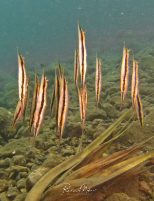 Ein Schwarm schlanker Messerfische schwimmt über dem steinigen Meeresboden. Die langgestreckten Fische mit ihrer charakteristischen röhrenförmigen Schnauze bewegen sich in typischer synchroner Formation kopfüber.