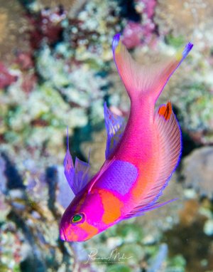 Ein wunderschöner Zwergfahnenbarsch schwimmt elegant über dem Korallenriff. Die leuchtend pinke bis violette Färbung mit orange-gelben Akzenten und den charakteristischen bläulichen Flossensäumen macht diesen kleinen Riffbewohner zu einem der farbenprächtigsten Fische im tropischen Meer.