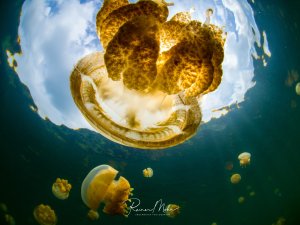 Eine große Mastigias-Qualle schwimmt majestätisch unter der Wasseroberfläche, während im Hintergrund weitere goldene Quallen durch das sonnendurchflutete Wasser gleiten. Die dramatische Unterwasserperspektive zeigt die charakteristische glockenförmige Gestalt der Qualle vor dem bläulichen Himmel an der Oberfläche.