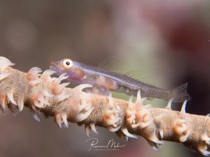 Eine kleine transparente Grundel sitzt auf einer Drahtkoralle.