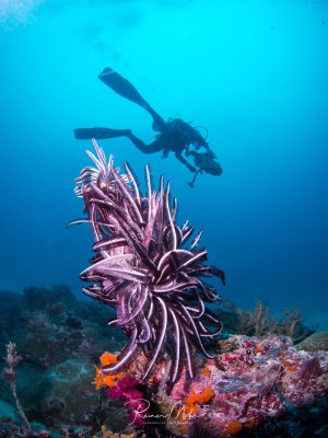 Ein Taucher schwimmt über ein buntes Korallenriff, auf dem sich eine große Gruppe von Haarsternen mit ihren charakteristischen gefiederten Armen ausgebreitet hat. Die violett-rosa gefärbten Haarsterne bilden einen beeindruckenden Kontrast zu den orange und roten Weichkorallen im Vordergrund.