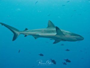 Ein Grauer Riffhai schwimmt elegant durch das blaue Wasser, während sich im Hintergrund verschiedene kleinere Rifffische tummeln. Der Hai zeigt seine charakteristische stromlinienförmige Silhouette und die typische graue Färbung mit den markanten Flossen.