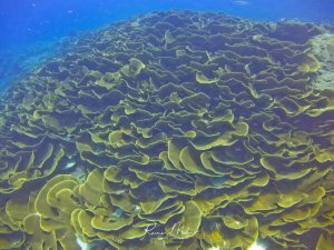 Eine ausgedehnte Korallenformation aus großen Blattkorallen dominiert das Riffbild. Die plattenförmigen Korallen bilden charakteristische wellige Strukturen und zeigen die typische gelblich-grüne Färbung gesunder Steinkorallen in flacherem Wasser.