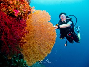 Eine Taucherin schwimmt neben einer prächtigen Korallenwand mit großen gelben Gorgonien und bunten Weichkorallen in Rosa- und Rottönen. Die Szene zeigt die beeindruckende Farbvielfalt eines tropischen Korallenriffs im klaren blauen Wasser.