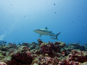 Ein Riffhai schwimmt elegant über einer bunten Korallenlandschaft im blauen Wasser. Der Hai zeigt die typische stromlinienförmige Gestalt und bewegt sich ruhig durch sein Revier, während kleine Fische das Riff bevölkern.