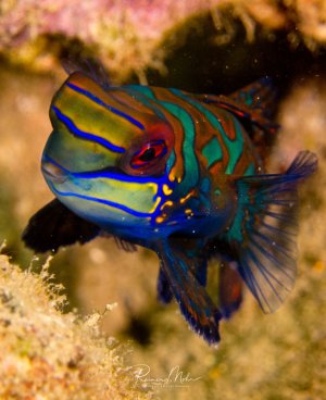 Ein prächtig gefärbter Mandarinfisch zeigt seine charakteristischen leuchtend blauen Streifen und türkis-grünen Muster auf orangefarbenem Grund. Der kleine Fisch befindet sich in typischer Umgebung zwischen Korallen und zeigt die intensive Farbenpracht, für die diese Art bekannt ist.