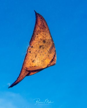 Ein Juveniler Fledermausfisch schwimmt elegant durch das blaue Wasser und zeigt seine charakteristische orange-rötliche Färbung mit dunklen Flecken. Der Fisch ist im Portrait-Stil vor dem strahlend blauen Hintergrund des offenen Wassers fotografiert.