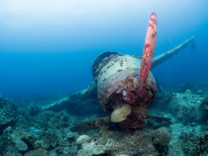Versunkenes japanisches WWII-Flugzeugwrack (Propeller und Motor frontal sichtbar). Mit Korallen bewachsen. Taucher im Hintergrund.