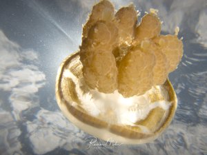 Eine Goldene Qualle schwimmt nahe der Wasseroberfläche, wobei das Sonnenlicht durch ihren transparenten, glockenförmigen Schirm scheint und eine goldene Färbung erzeugt. Die gallertartige Struktur und die charakteristischen Tentakel sind deutlich erkennbar, während die Lichtreflexionen eine dramatische Unterwasseratmosphäre schaffen.