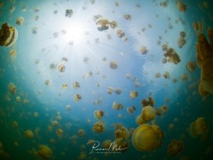 Eine faszinierende Unterwasserszene zeigt hunderte von Goldenen Quallen, die in der Wassersäule schweben. Die Quallen bilden eine beeindruckende Formation im türkisblauen Wasser, wobei das Sonnenlicht von oben durch die Wasseroberfläche scheint und eine mystische Atmosphäre schafft.