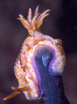 Eine Nacktschnecke zeigt ihre charakteristischen Kiemen auf dem Rücken und ihren farbenprächtigen Körper mit orange-weißen Mustern und violett-bläulichen Akzenten. Zwischen dem gebogenen Körper der Nachtschnecke sitzt ein winziger Plattwurm auf dem blauen Schwamm