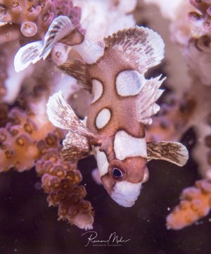 Einer juveniler Harlekin-Süßlippfisch (Plectorhinchus chaetodonoides) zeigt seine charakteristische braun-weiße Färbung. uvenil besitzt er ein braun-weißes Muster, das sich im Laufe des Wachstums dramatisch zu einem weißen Körper mit schwarzen Punkten verändert.