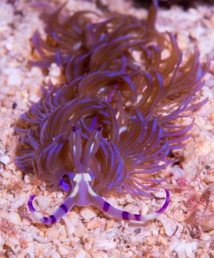 Das Bild zeigt eine Blaue Drachenschnecke (Pteraeolidia ianthina), eine Art der Nacktkiemer-Meeresschnecken. Sie wird oft als „Blauer Drache“ bezeichnet, da ihr Aussehen an einen chinesischen Drachen erinnert.