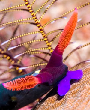 Das Bild zeigt eine Nacktschnecke (Nudibranch) aus der Familie der Nembrothidae, sehr wahrscheinlich eine Nembrotha chamberlaini mit ihren leuchtend roten Rhinophoren.
